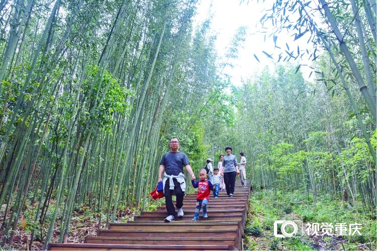 梁平百里竹海上榜成渝双城经济圈"最美竹林风景"