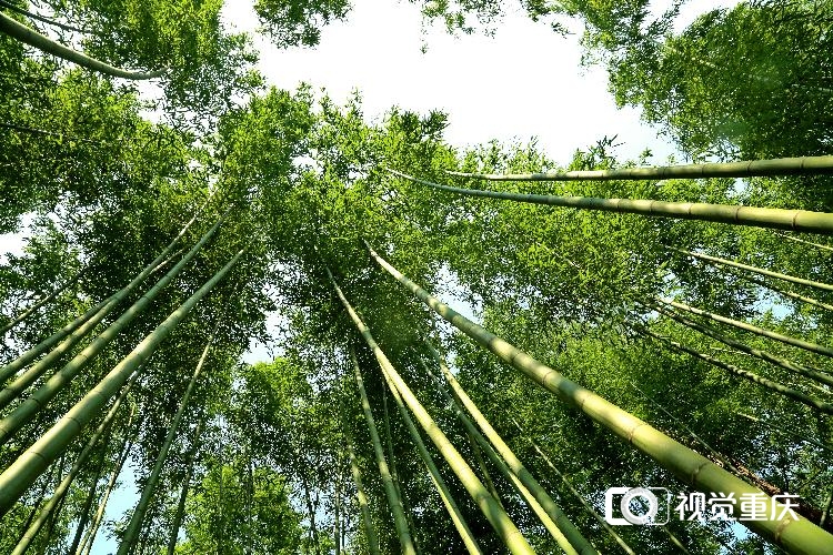 梁平百里竹海上榜成渝双城经济圈最美竹林风景