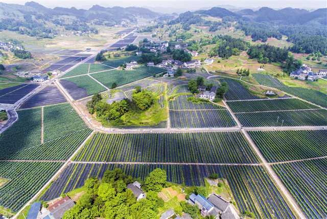 南川 凝聚人才力量和城市资本助力乡村振兴 重庆日报