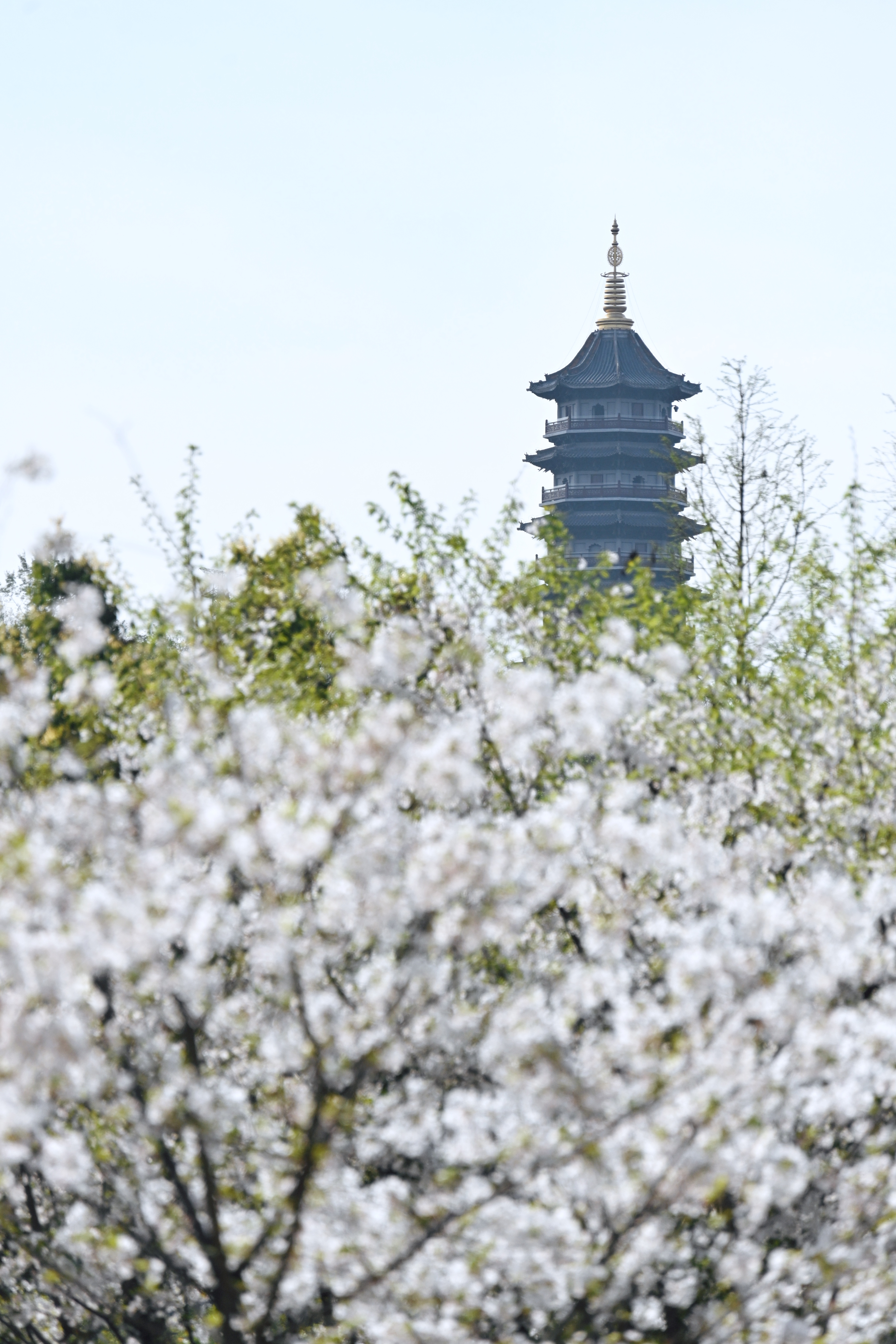 重庆园博园樱花大道图片