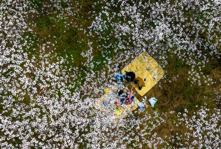 重庆南川白马村樱花图片