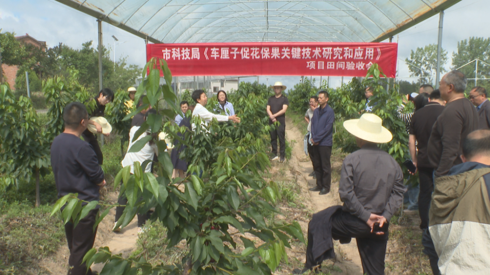 万州成功试种车厘子 填补重庆高海拔地区水果种植空白