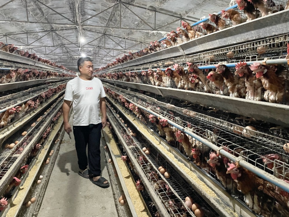 10个门外汉,打造出年产值达4000多万元的养鸡产业