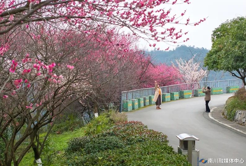 九鼎山梅花 罗建_副本.jpg