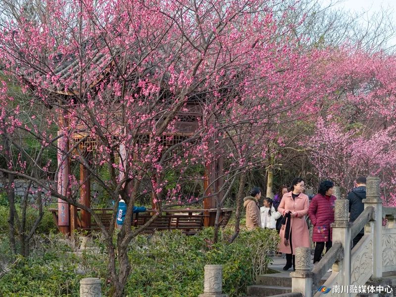 1、2025年2月10日，市民在重庆市南川区九鼎山公园赏梅游玩，乐享春日时光。罗川_副本.jpg