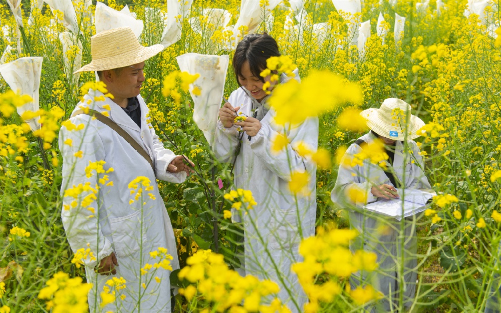 1、2024年3月22日，重庆市万州区甘宁镇，科研人员曾川带领研究生采集花粉。 冉孟军 摄.jpg