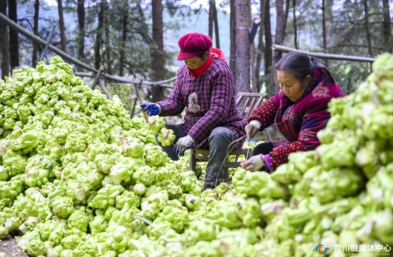 2月8日，南川区幸福村村民在对收割的青菜头进行剥皮连串。 (2)_副本.jpg