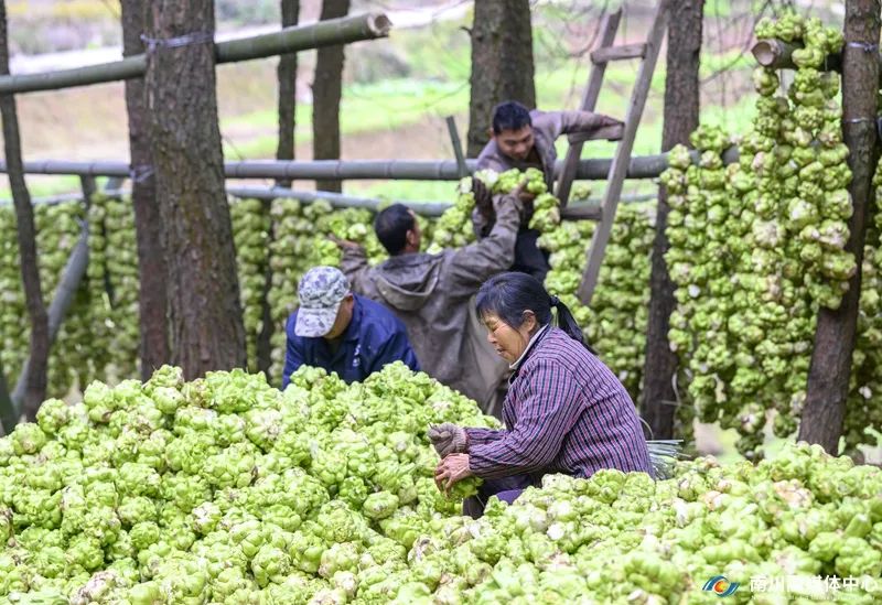 2月8日，南川区幸福村村民在对收割的青菜头进行剥皮连串。 (4)_副本.jpg