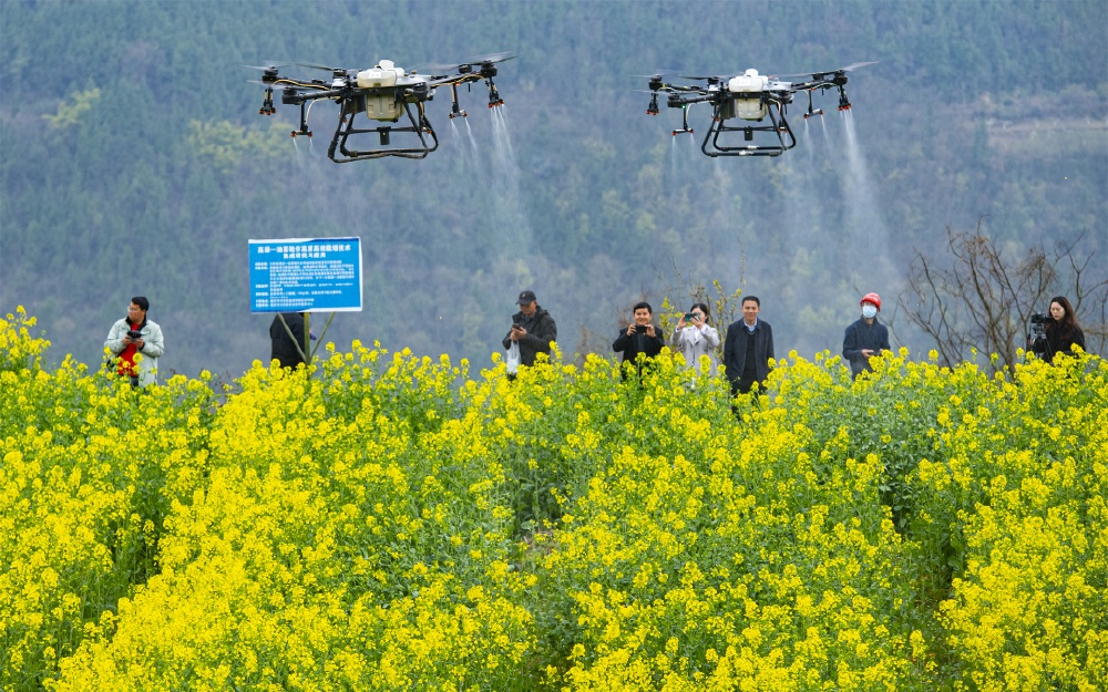 5、2024年3月15日，重庆市云阳县盘龙街道旺龙村8组，无人机在高粱油菜轮作高质高效示范田里植保。记者 冉孟军 摄.jpg