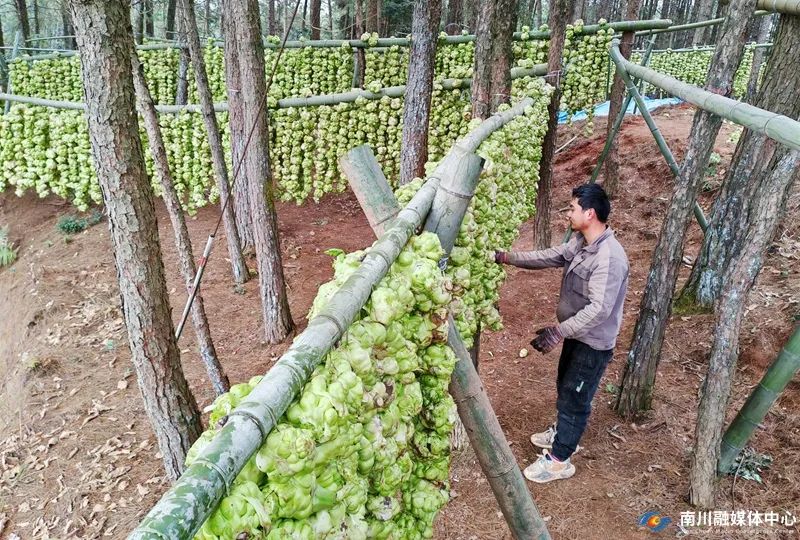 工人把串好的青菜头挂到菜架上。张雨秋 (2)_副本.jpg