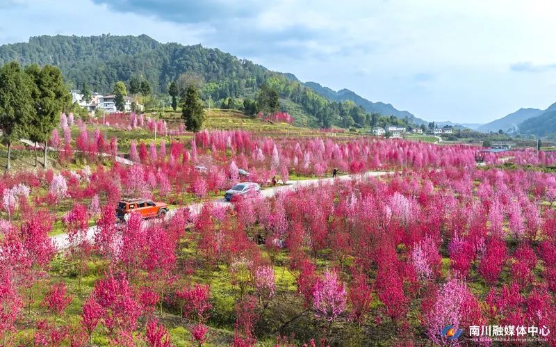 3月20日，白沙镇大竹村200多亩的红叶碧桃次第绽放，红的似火、粉的似霞，美不胜收。粉嫩的桃花香气扑鼻，游客们“桃”醉其间，感受美好春天。记者 甘昊旻 摄_副本.jpg