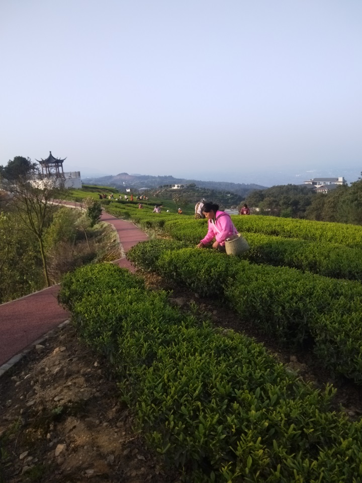 downLoad-20190409094438.jpg