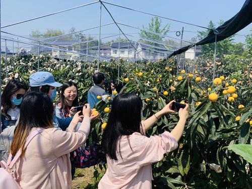 合川古楼枇杷节图片