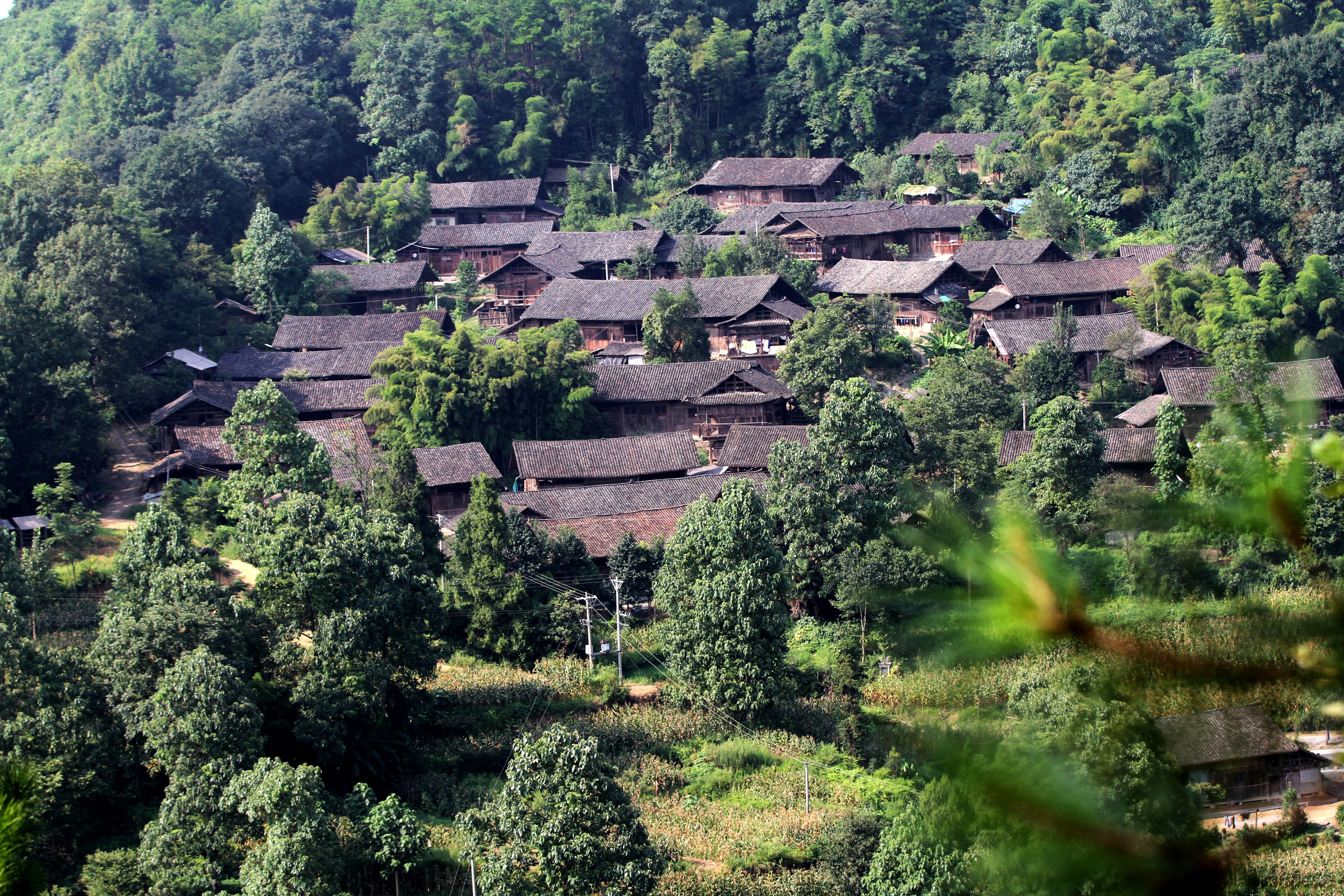 油茶枝接法图片图片