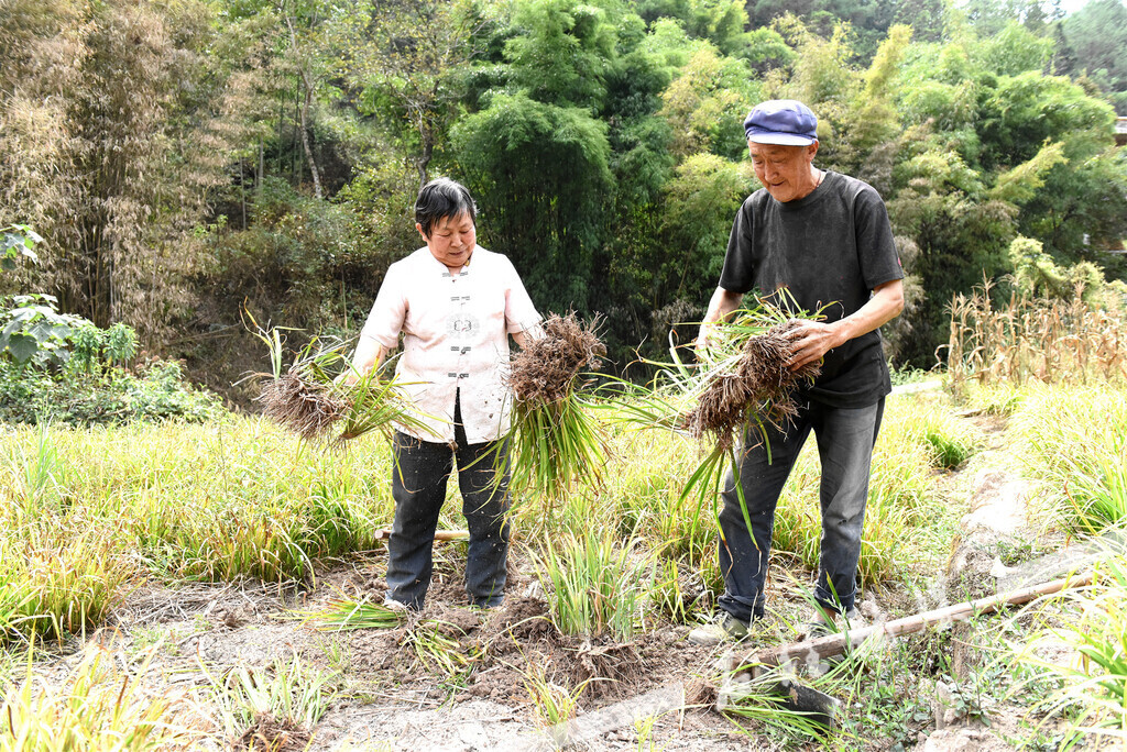 李子才夫妇在采挖成熟的石菖蒲