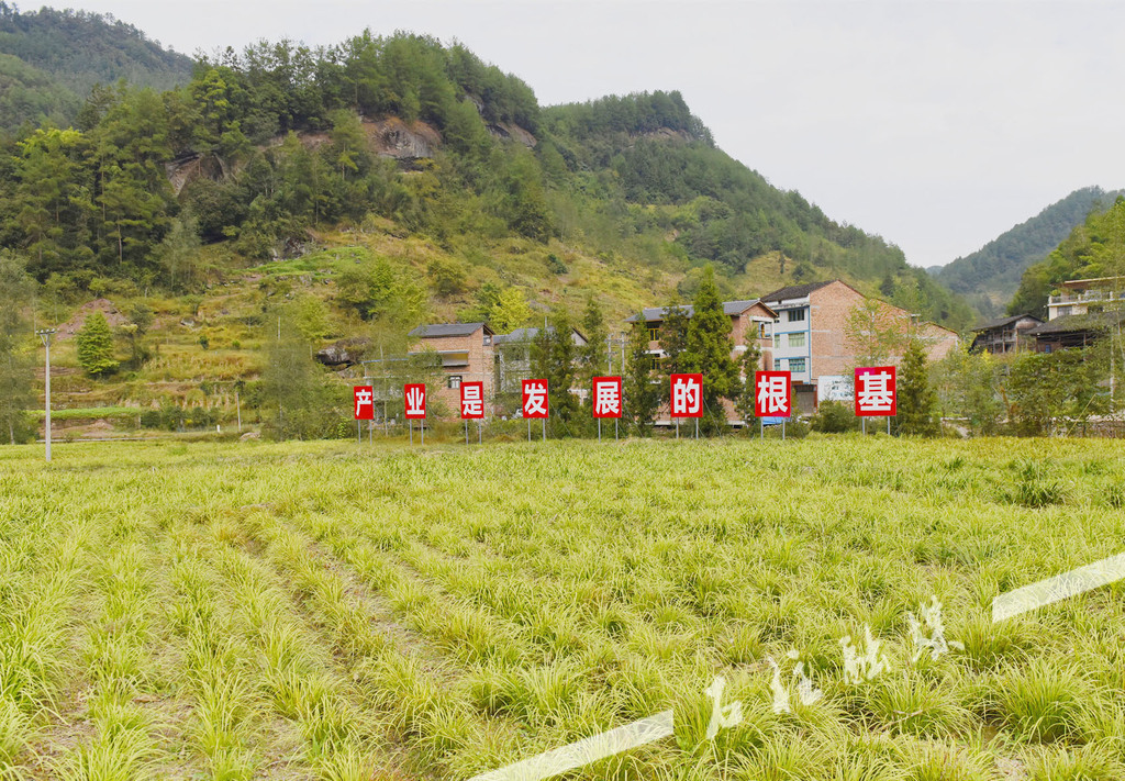 玉米采收后的石菖蒲产业基地