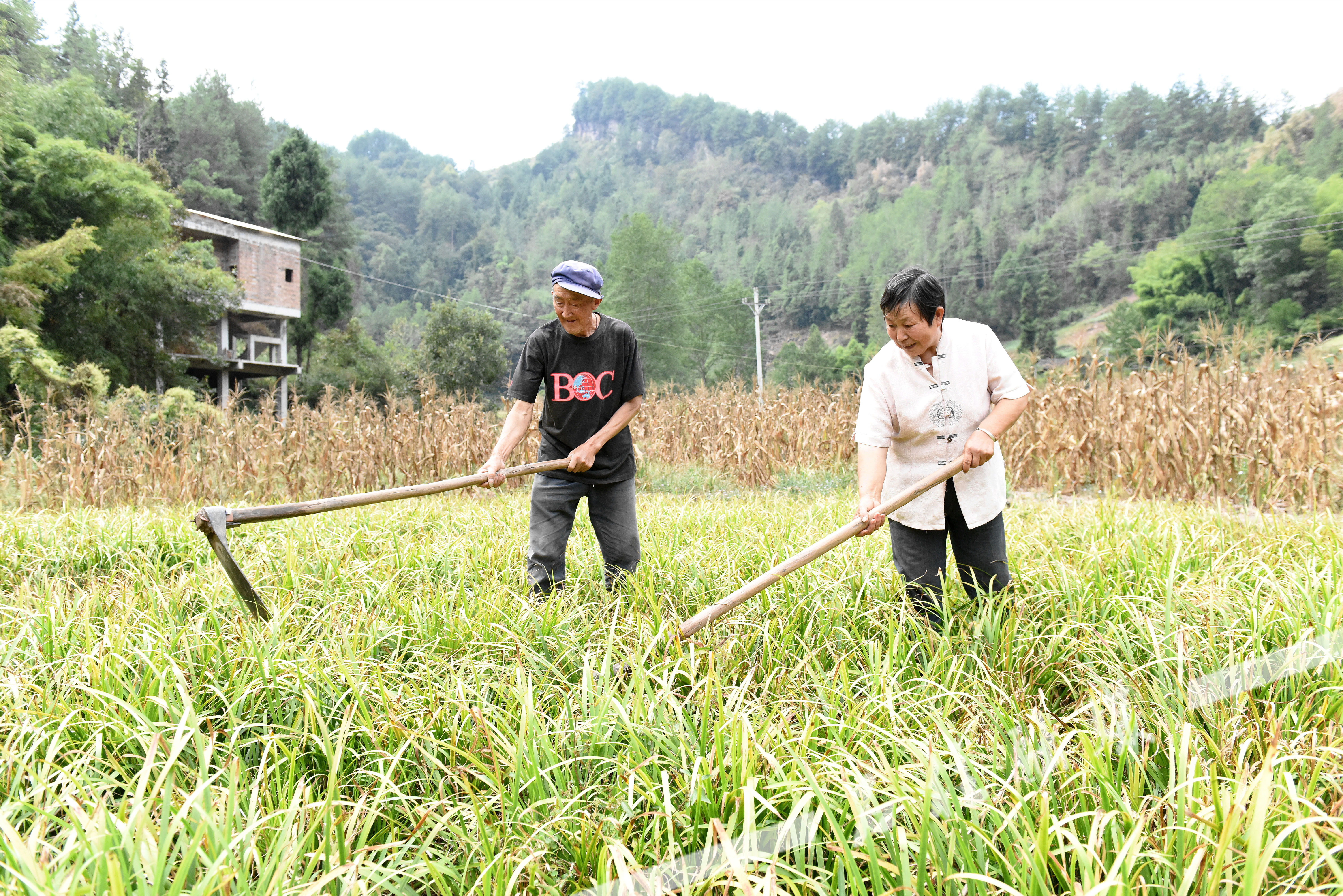 李子才夫妇在石菖蒲基地除草