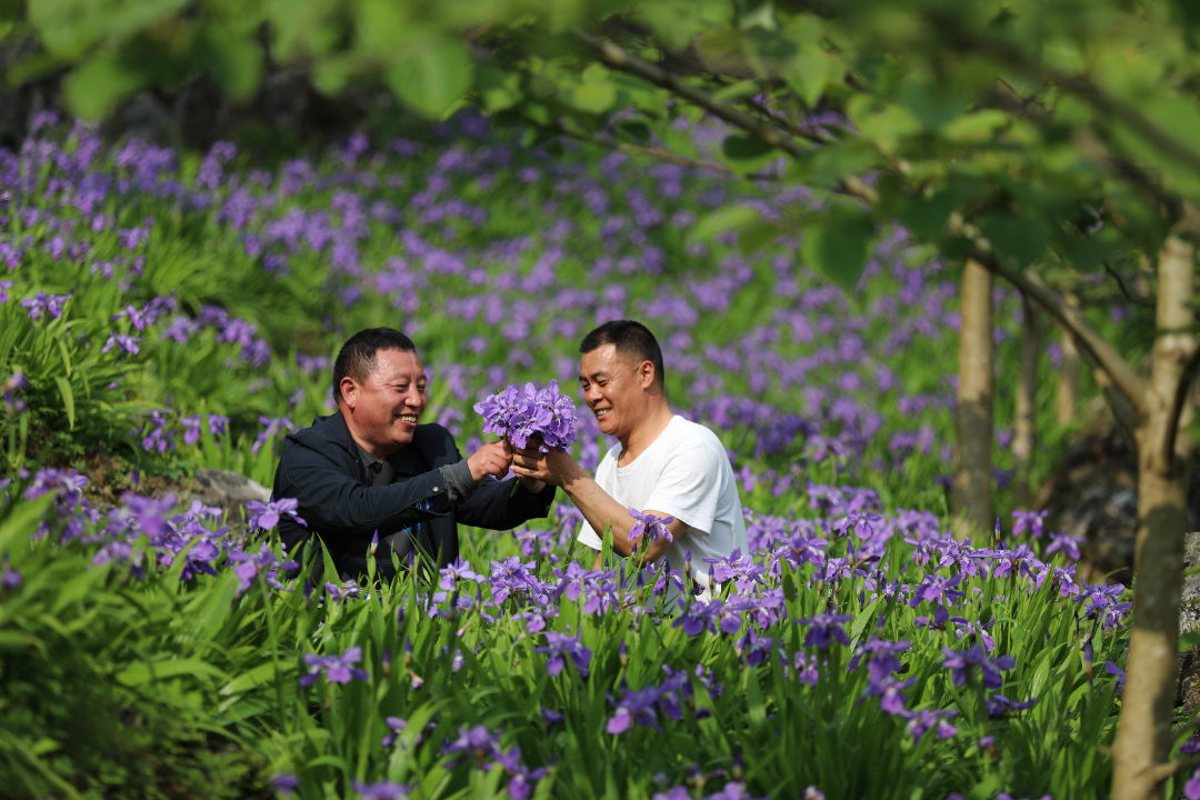 2022年4月22日，重庆市彭水苗族土家族自治县农技专家李继晖（右）深入田间，为村民指导山桐子林下中药材川射干管护技术，为产业增效农民增收打下坚实的基础。赵勇  摄影 (1).jpg