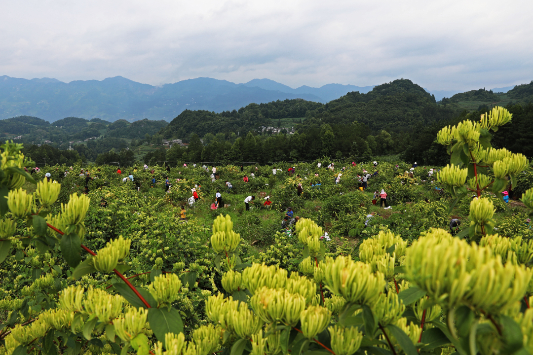 2022年6月26日，重庆市彭水苗族土家族自治县石柳乡建兰村村民正在金银花种植基地采摘金银花。 (2).jpg