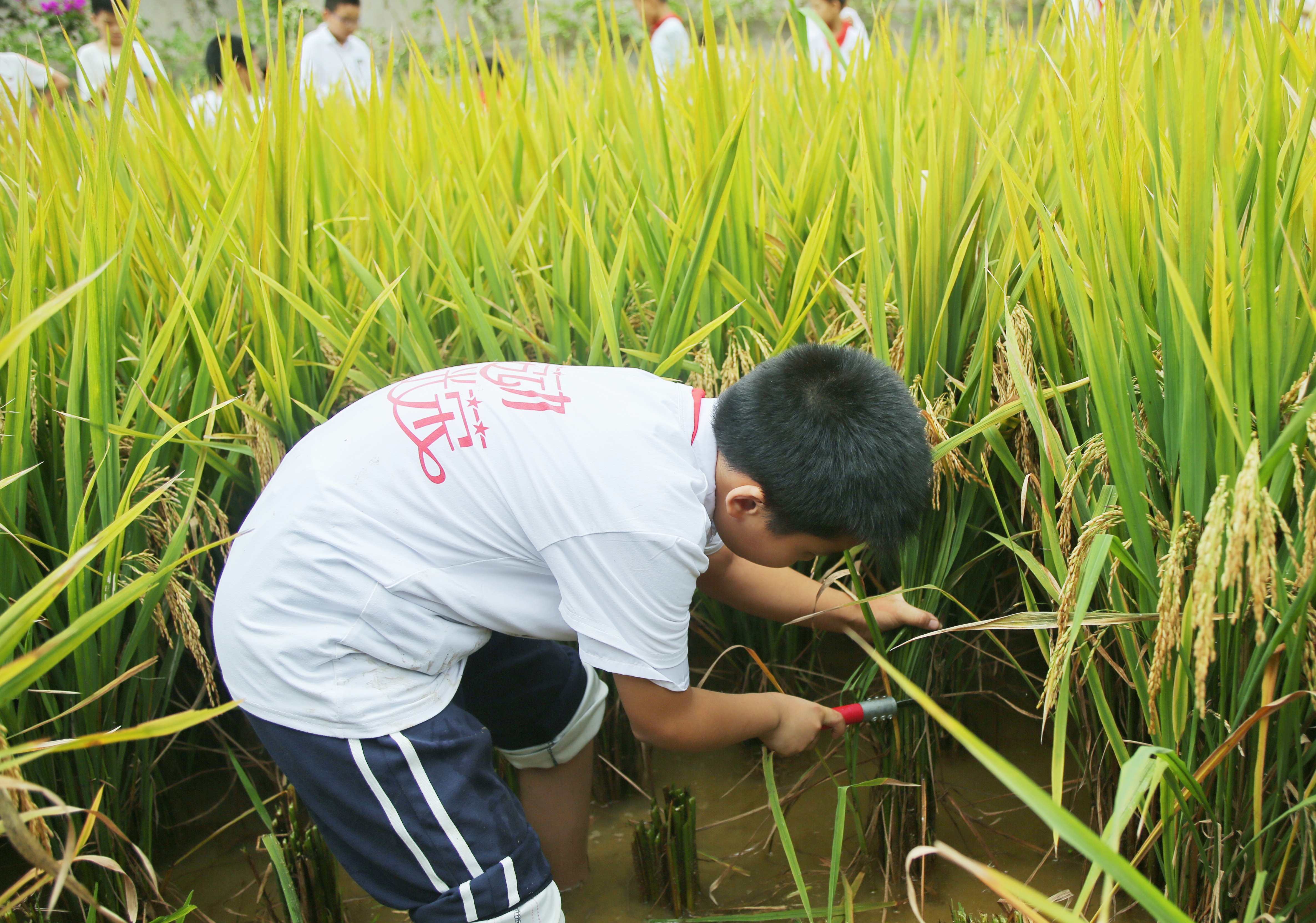 9月17日,沙坪坝区矿山坡小学,孩子们在劳动基地打谷子