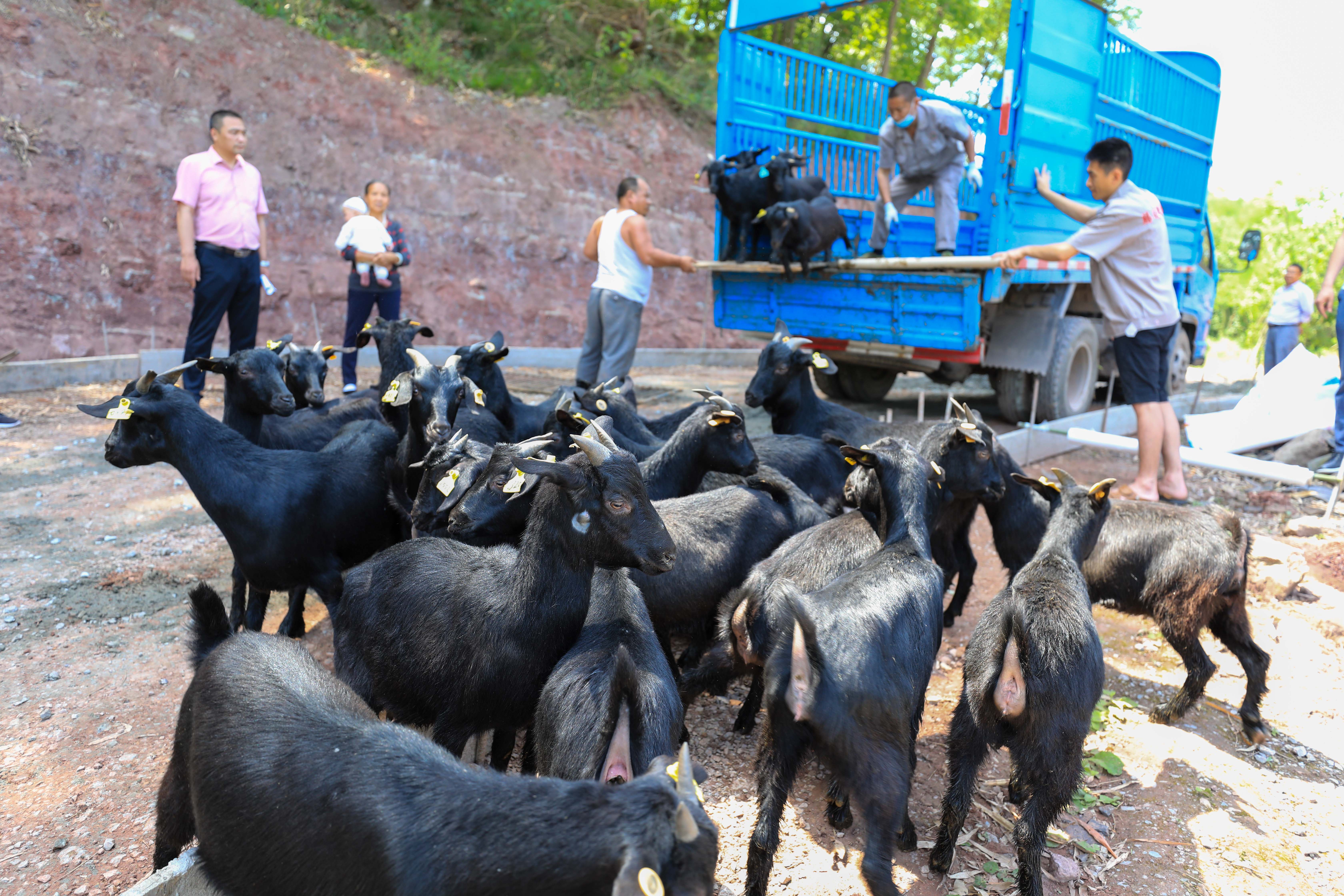 广西玉林黑山羊养殖场图片