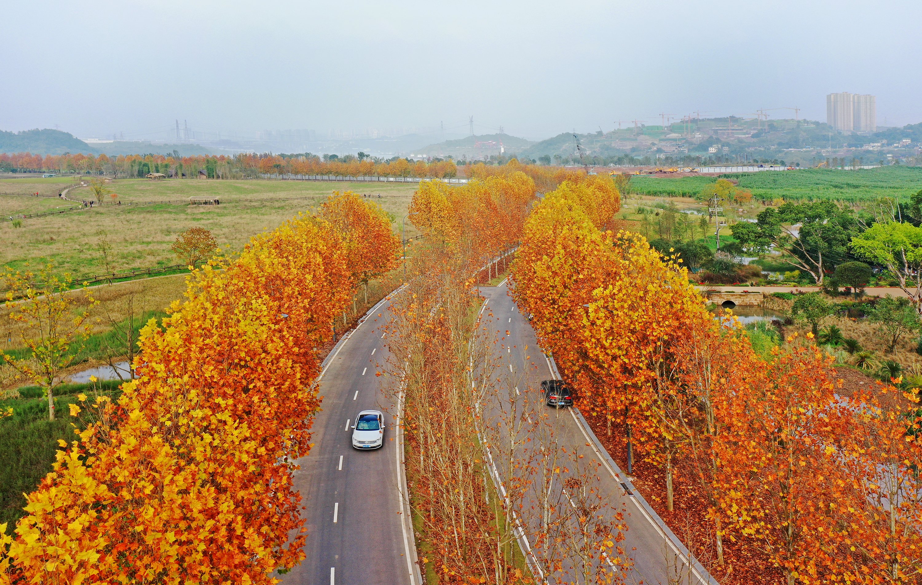 視覺重慶 | 層林盡染廣陽島