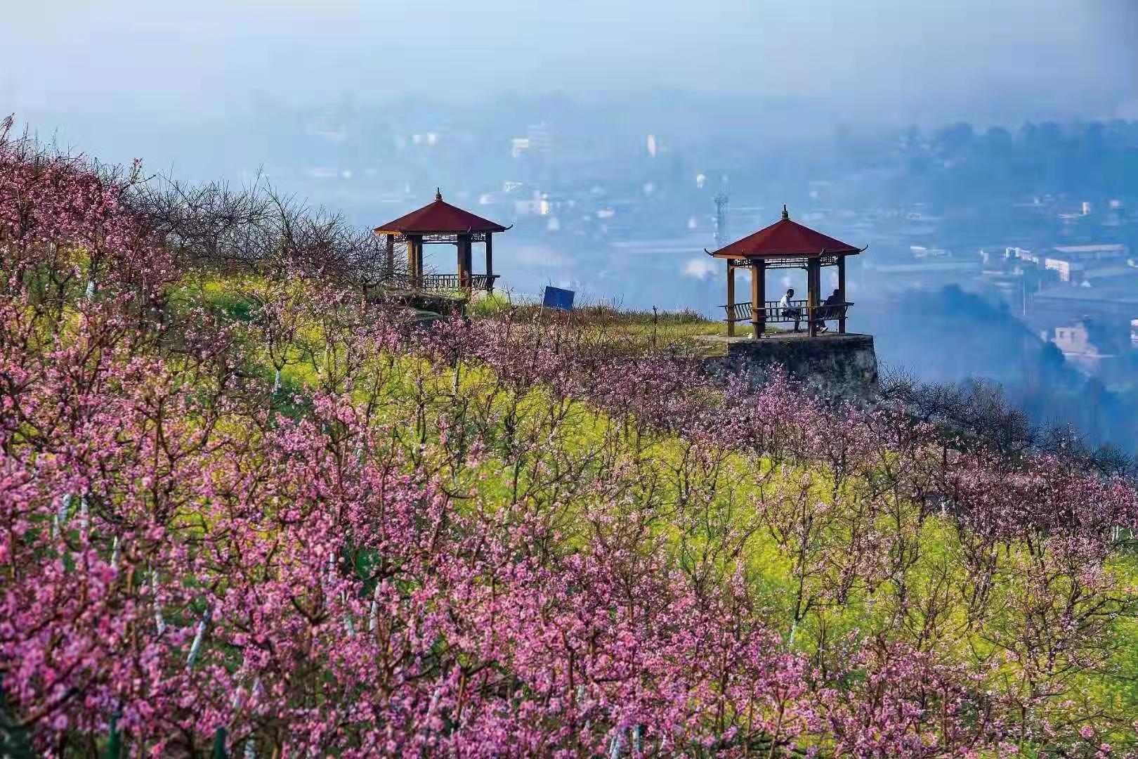 農村委供圖碚金路:賞梨花摘草莓逛古鎮賞花線路:從渝廣高速靜觀下道