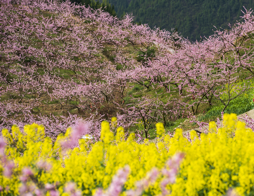 奉节汾河万亩桃林花开成海美如仙境邀您同赏