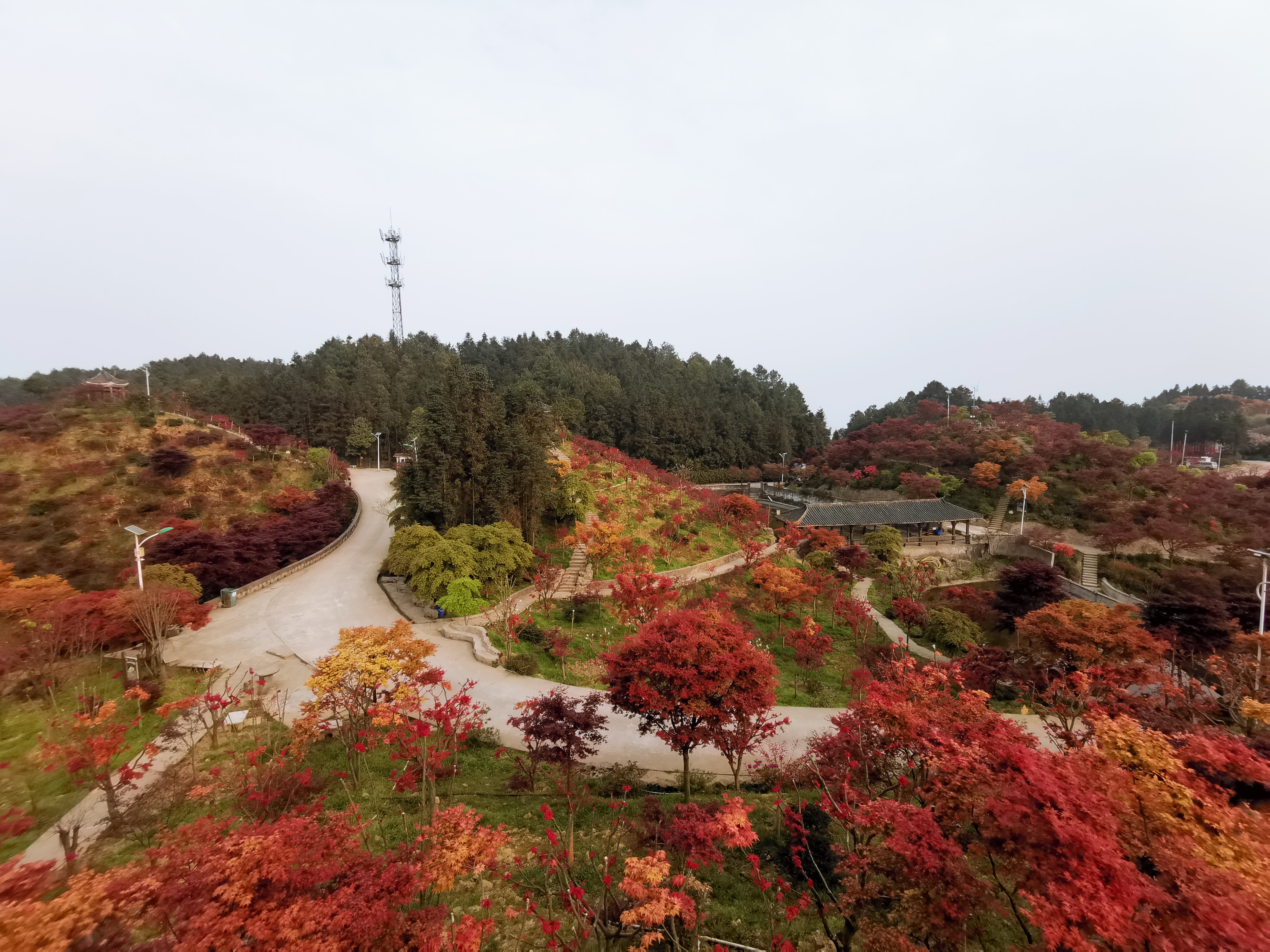 重庆巴南旅游景点红枫图片