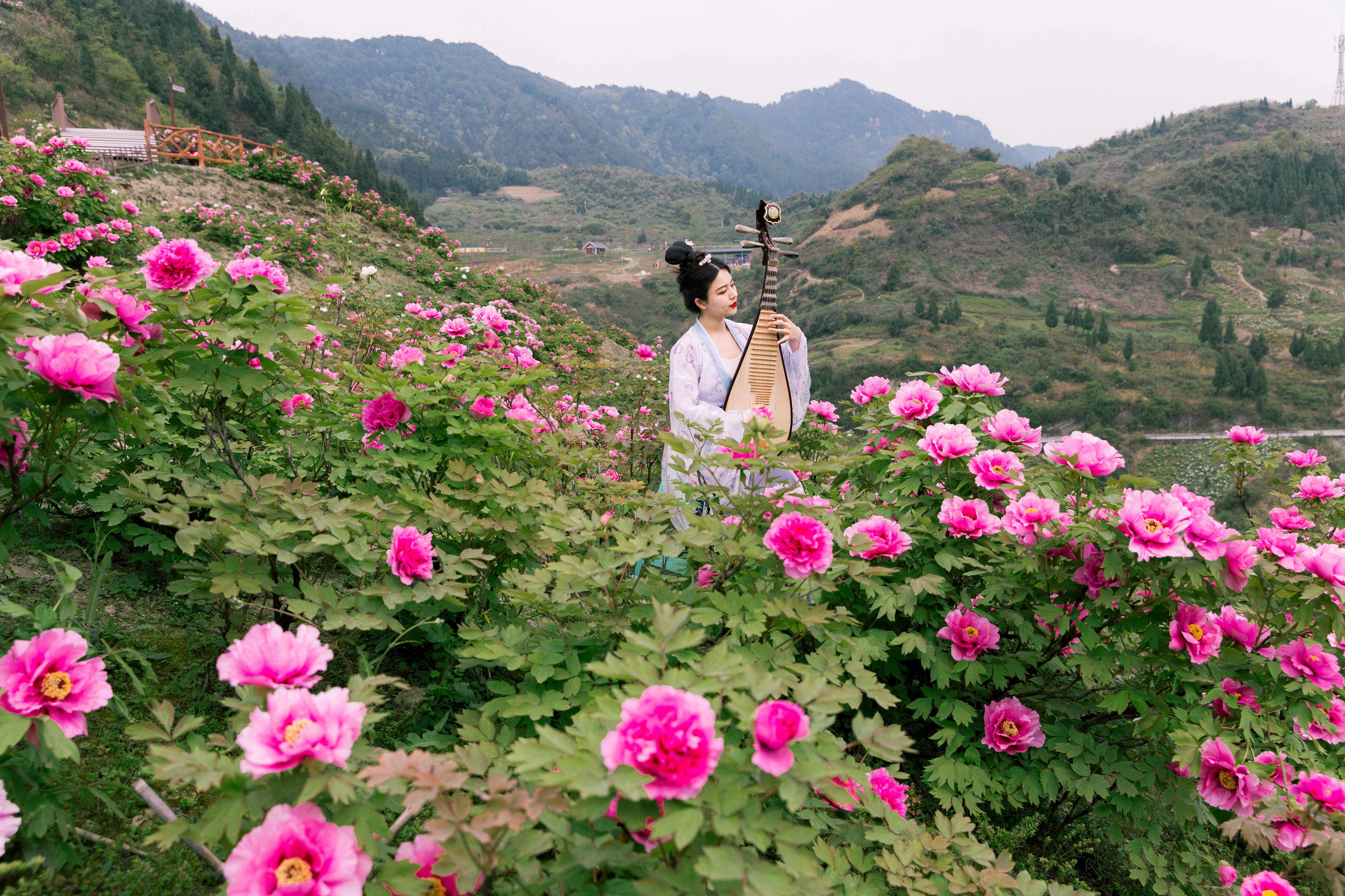 墊江愷之峰旅遊區漫山牡丹花盛開其中, 