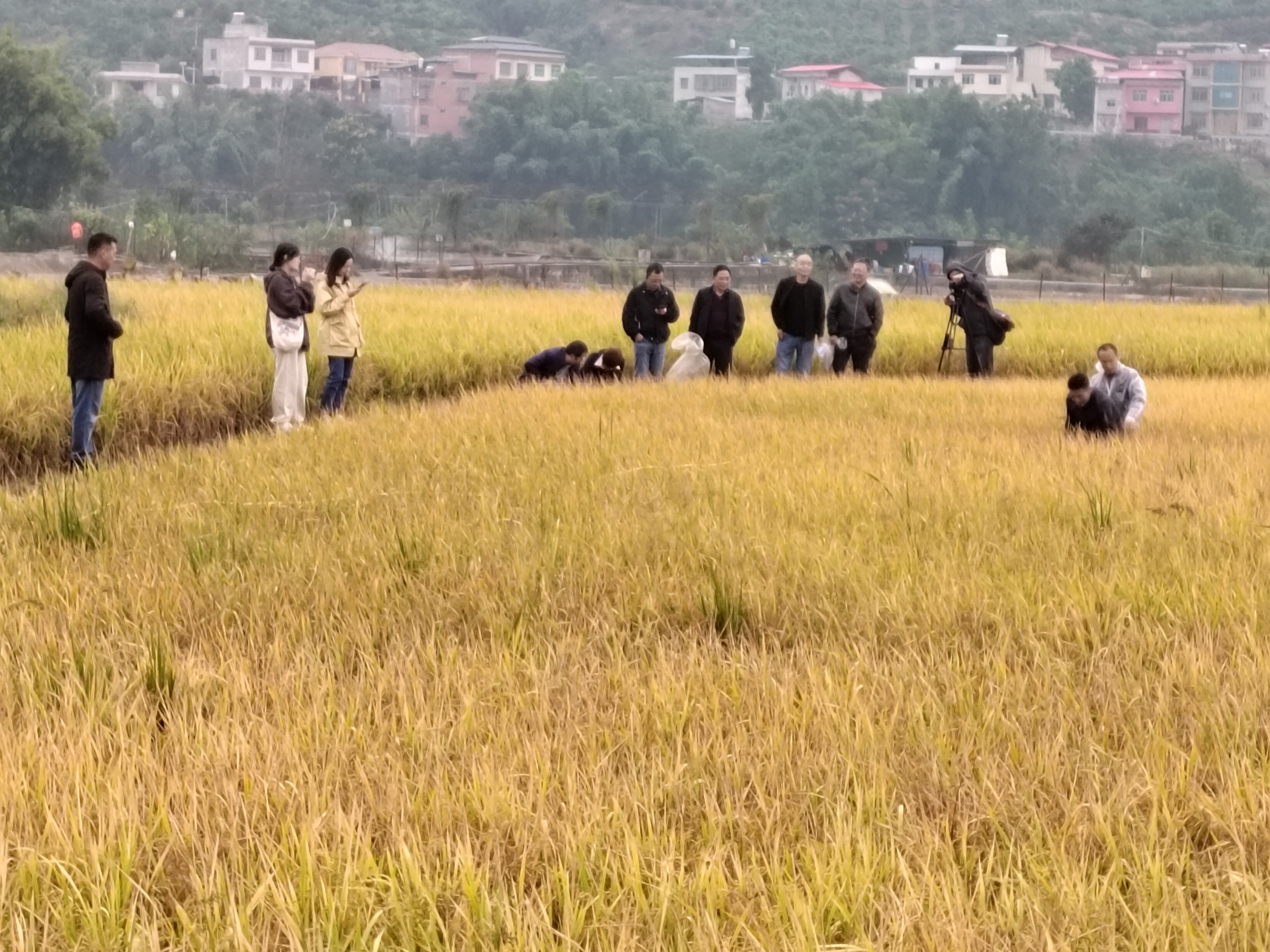亩产350公斤！开州这个地方的再生稻增收有秘诀！‘Kaiyun网站’