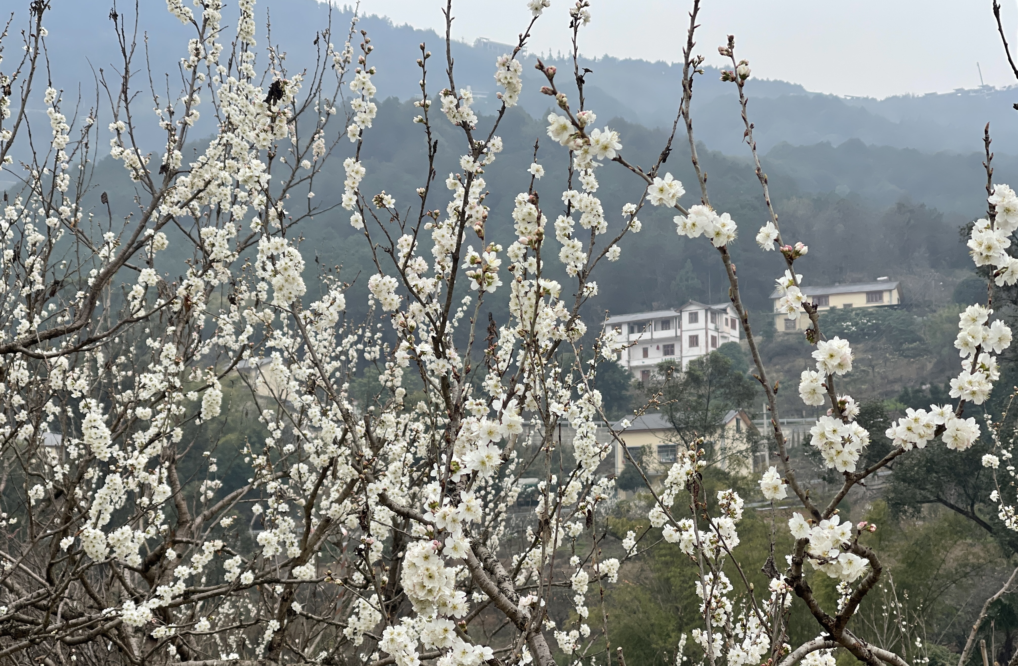 重庆玉峰山樱桃基地图片