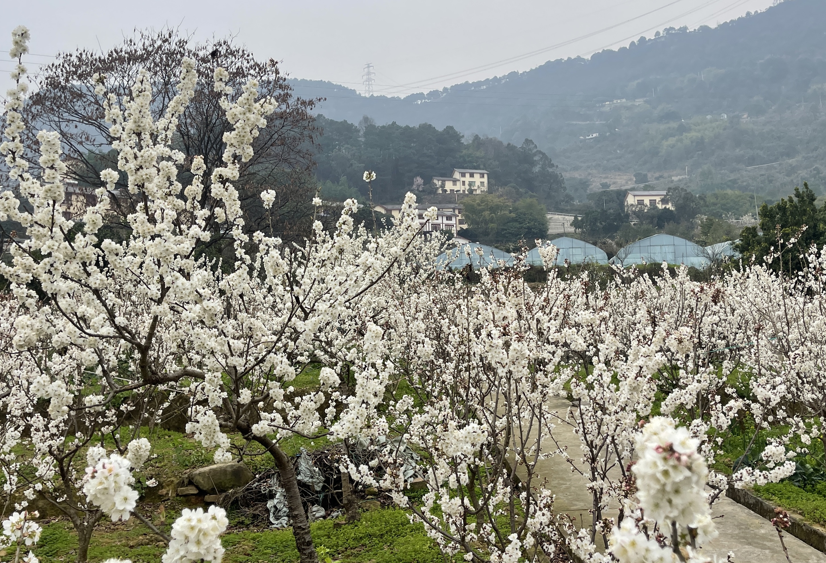 重庆玉峰山樱桃基地图片